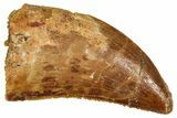 Serrated Raptor Tooth - Real Dinosaur Tooth #371415-1